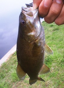 多摩川スモールマウスバス