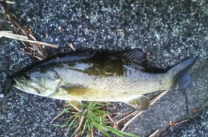 多摩川スモールマウスバス２