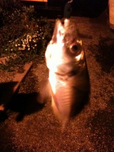 アジング成功！