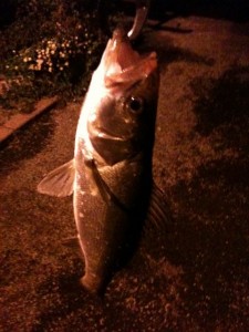 アジング中にシーバスゲット！