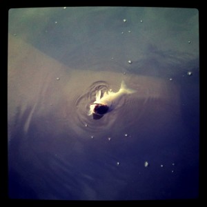 マルタウグイ画像