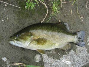 梅雨の多摩川スモールマウスバス