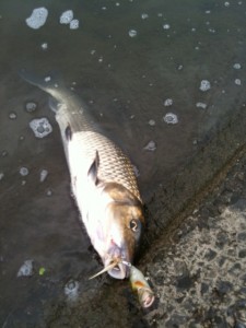 ポップXでニゴイをゲット画像