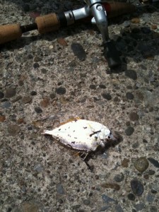 外道代表ヒイラギ