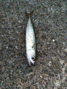 入れ食いになったコサバ