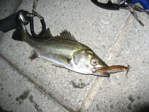 隅田川シーバスゲットン♪