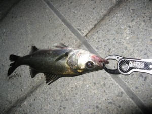 隅田川シーバスゲットン３