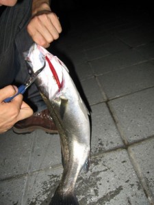 後輩のナイスサイズシーバス