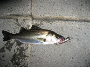 隅田川シーバスゲットン４