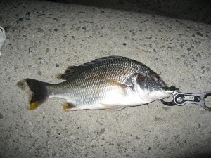 30センチ台のチヌ画像