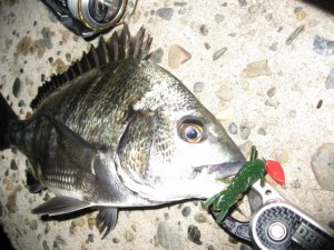 クロダイゲームは簡単で難しいイメージ