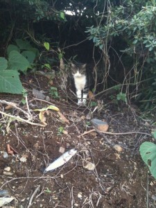 加賀フィッシングエリア画像－ネコ