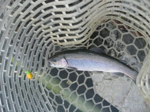 プロップで釣ったニジマス