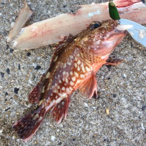 九州ではアラカブとよばれるガシラの画像