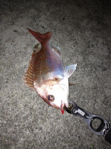 おいしい真鯛の画像