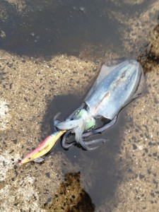 絞めた後のアオリイカ画像