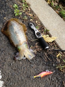 キロアップのアオリイカ、イン長崎画像