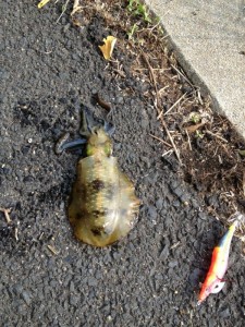 コロッケサイズのアオリイカもゲット画像