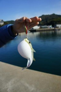 フグもショアジギングで釣れます