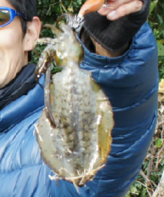 アオリイカの画像