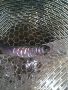 レギュラーサイズニジマス＠東山湖