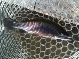 レギュラーサイズニジマス２＠東山湖