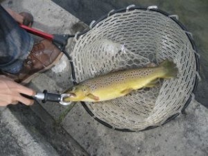 ブラウントラウト画像