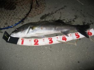 多摩川シーバス