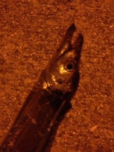 タチウオの画像