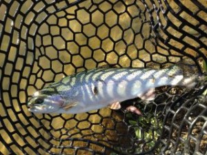 クランクで釣ったニジマス画像