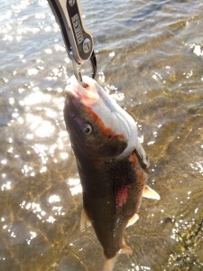 婚姻色のウグイ