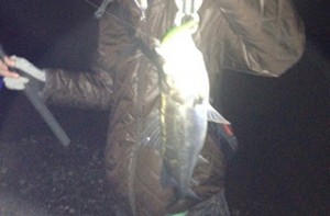 湾奥シーバス画像