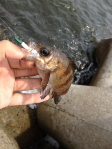 穴メバリングで釣ったメバル