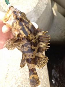 タケノコメバル君も穴の住人