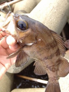 20センチ以上のメバルの画像