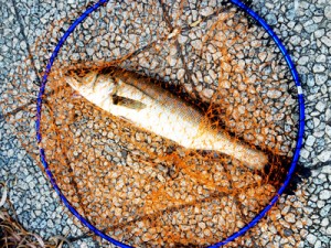 隅田川シーバスゲットイメージ