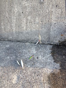 イワシ入れ食い