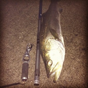 ランカーシーバスゲット画像