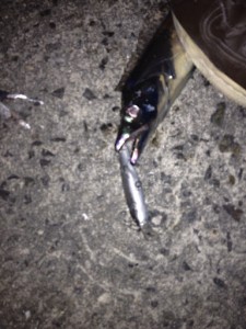 ミノーでもタチウオ