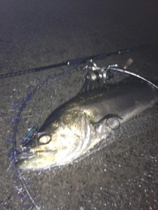 60センチ枠のタモ網が小さく見えるシーバス画像