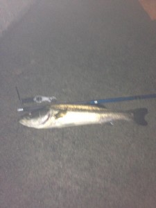 ランカーシーバスの全体像