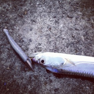 ワインドでタチウオゲット