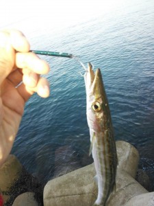 平戸のショアジギで釣れたカマス