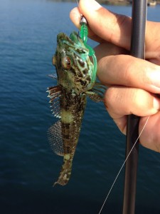 ダボハゼは簡単に釣れるファイター