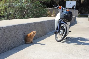 長崎の猫