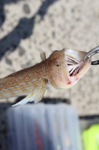 いい引きをするエソ