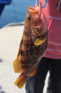 超高級魚アコウ