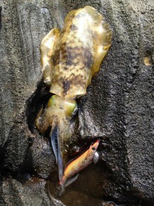 ナイスサイズのアオリイカ