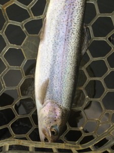 王禅寺のニジマス画像