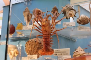 伊勢えびの模型画像